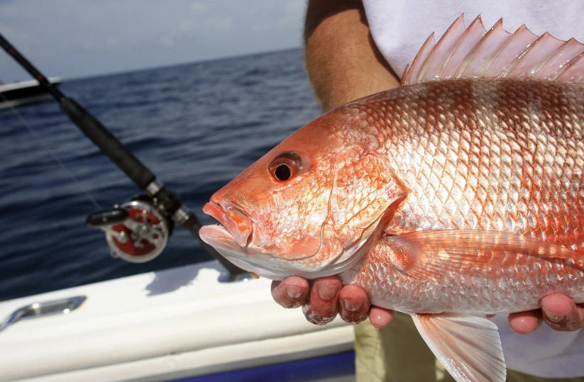 snapper fish