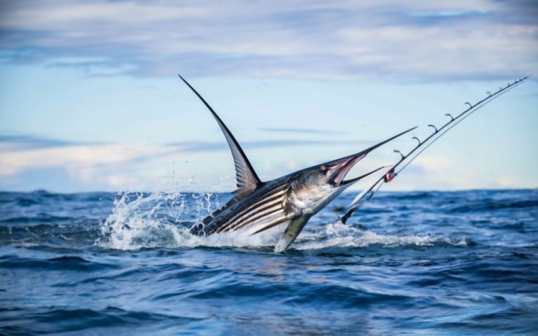 Striped Marlin Fishing in New Zealand - Get Tackle