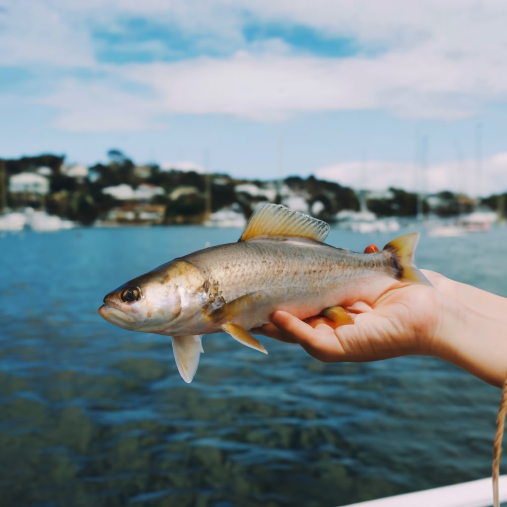 types_of_fish_in_auckland